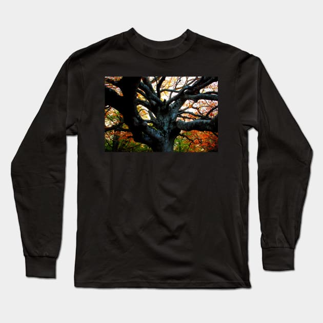 Huge trunk of a beech tree with numerous massive interwoven branches in Canfaito forest Long Sleeve T-Shirt by KristinaDrozd